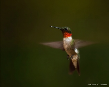 Ruby-Throated Hummingbird