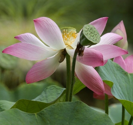 Blooms, Buds and Pods