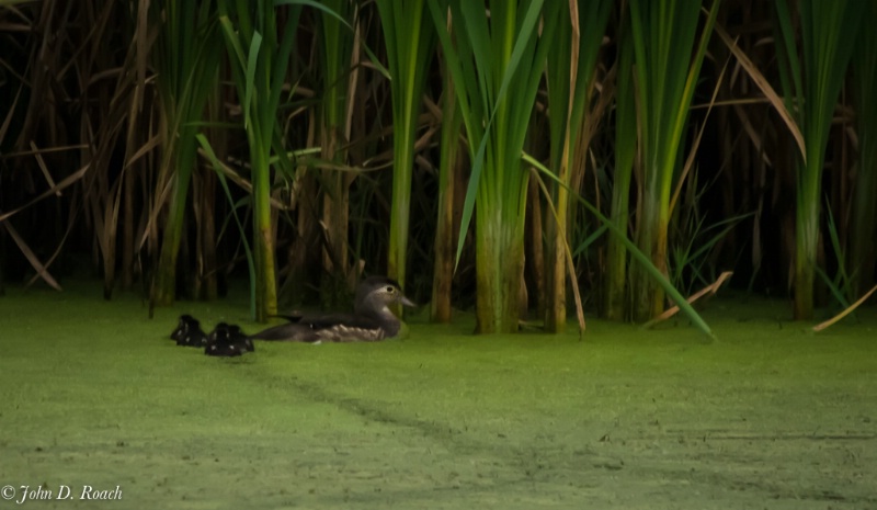 Mama Woodduck and ducklings #3