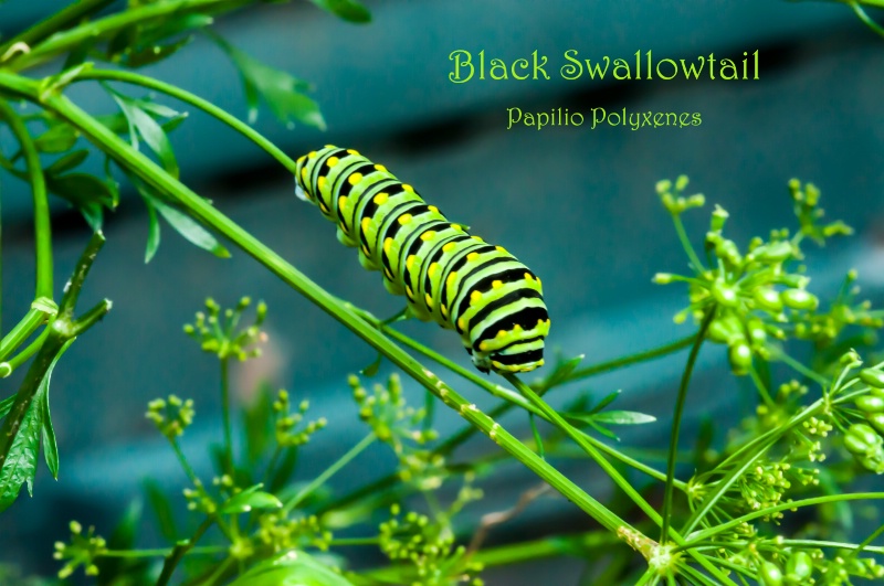 Papilio Polyxenes