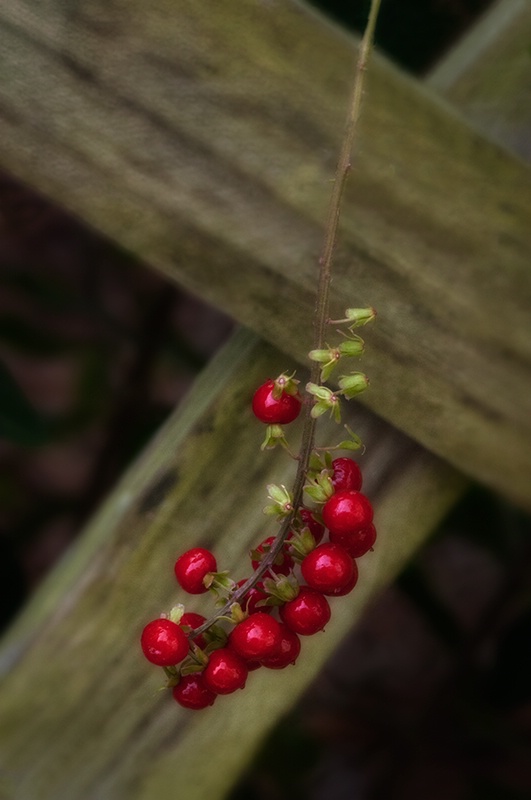 Along the Fence