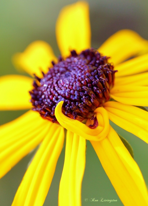 Black Eyed Susan 