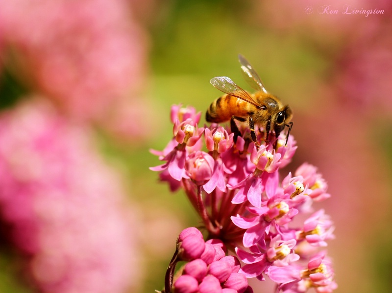 Honey Bee Treat