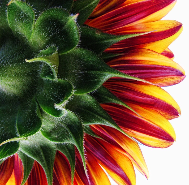 Red And Yellow Petals