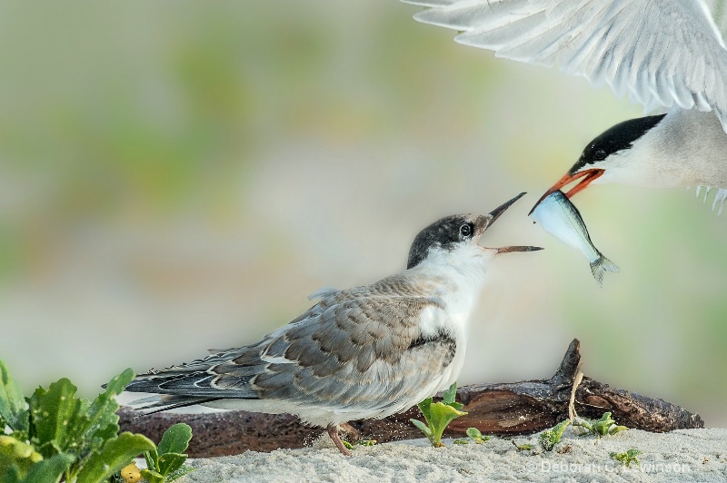 Mealtime - ID: 14016303 © Deborah C. Lewinson