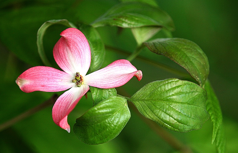 dogwood beauty