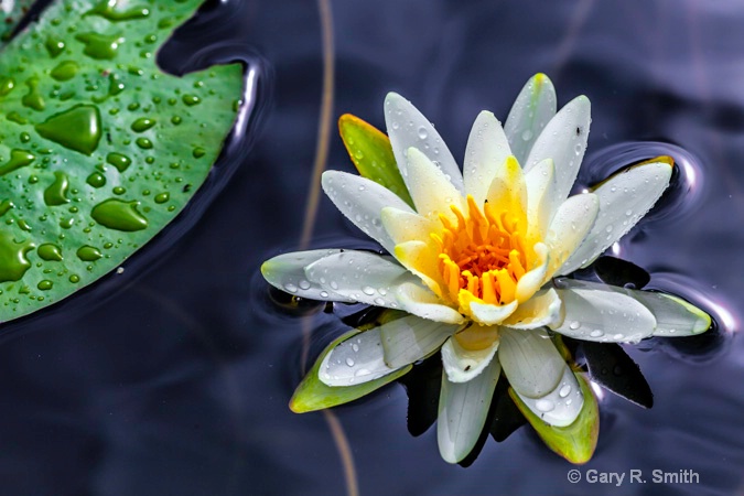 Water Lily