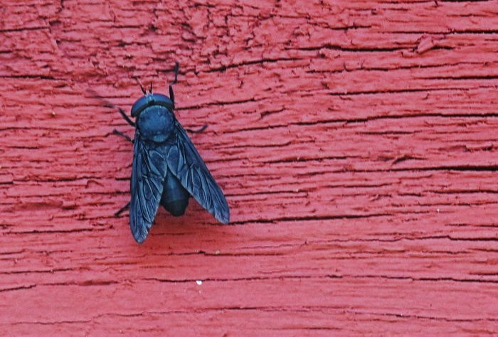 Horse Fly on Red