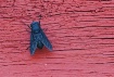 Horse Fly on Red