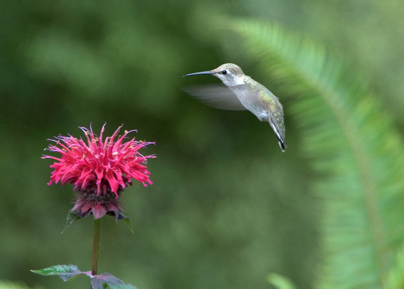 Hummingbird & Bee Balm - ID: 14018286 © cari martin