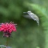 © cari martin PhotoID# 14018286: Hummingbird & Bee Balm