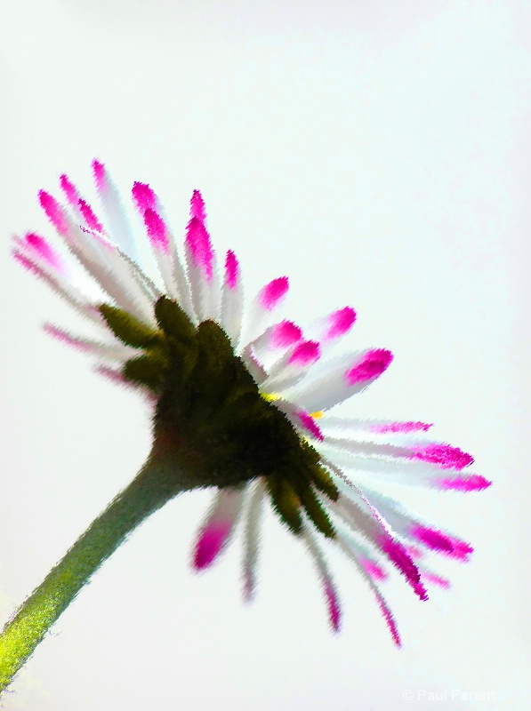 Soft Flower - ID: 14018483 © paul parent