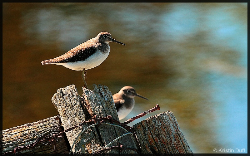 Solitary sandpipers