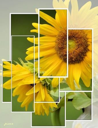 Sunflower Montage...