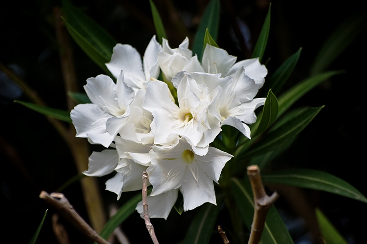 White Oleanders
