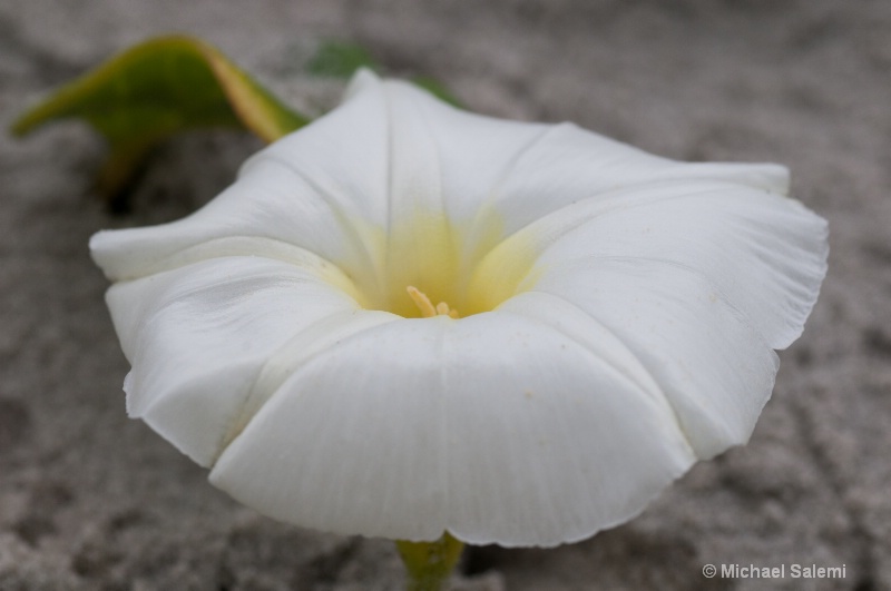 Sand Flower - ID: 14018937 © Michael K. Salemi