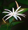 ~Jasmine~