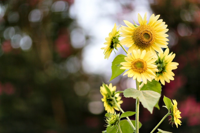 Sunflowers and Bokeh