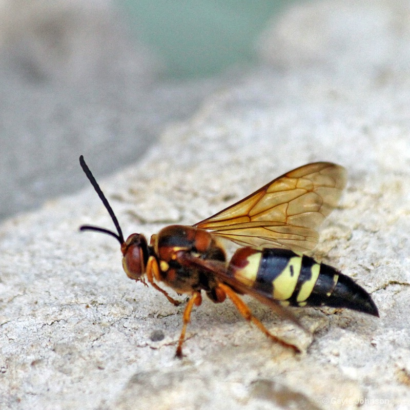 Hornet