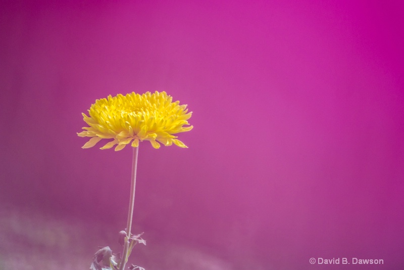 Yellow Daisy Through Maroon Carnations
