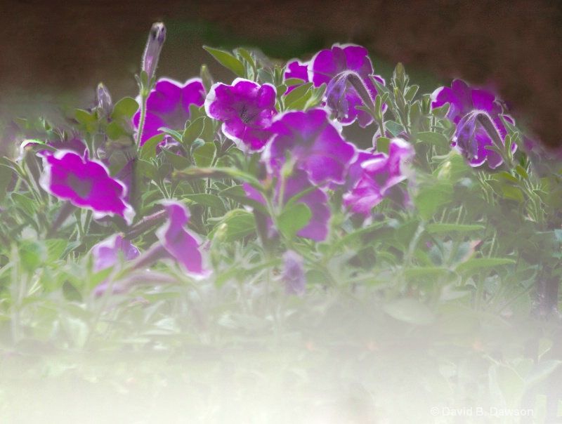 Purple Petunias Through White Mums