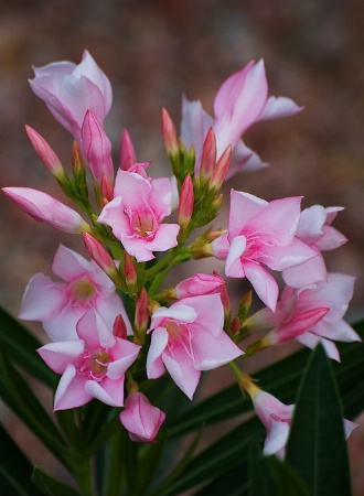 Pink Oleanders