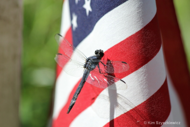 All American Dragonfly