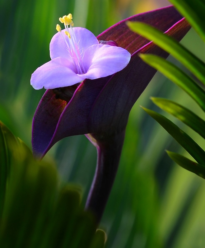 Mid-Morning Light