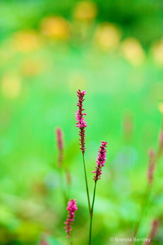 Crown of Flowers