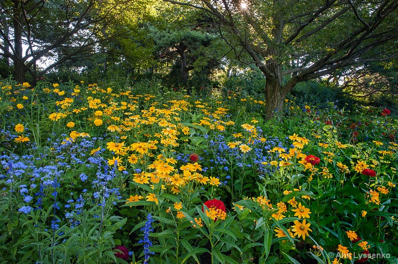 Field of Flowers