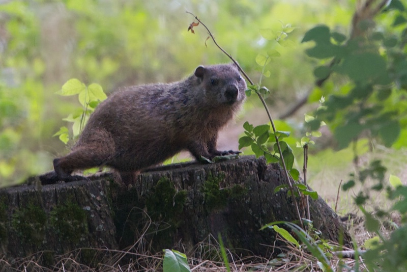 Groundhog on a Tree Stump