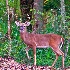 2Alert! Whitetail Buck - ID: 14022711 © Zelia F. Frick