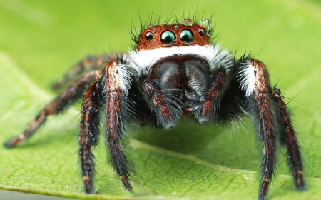 Jumping Spider