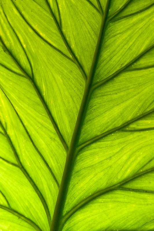 leaf