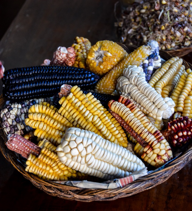 various species of corn