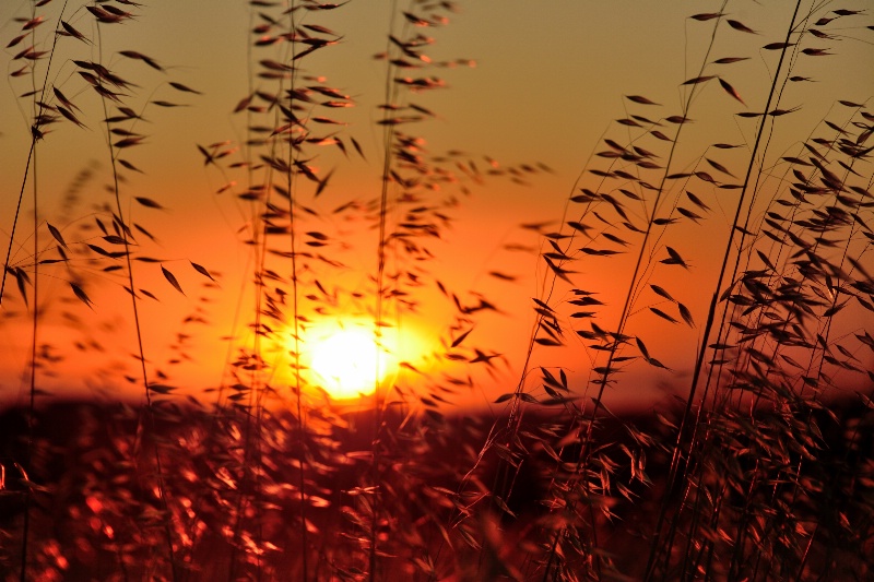 Field at Sunset