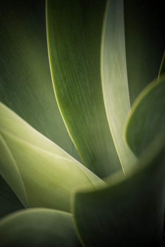 Agave