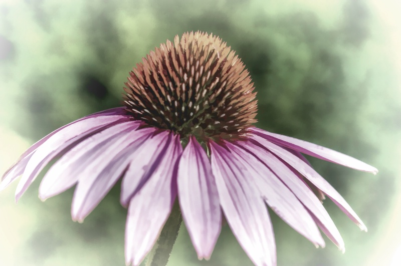 Faded Cone Flower