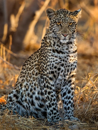 Leopard Stare