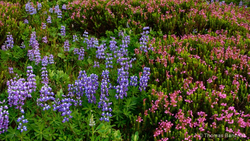 Wilderness Flowers - NEW-3-Lupines and Heathers