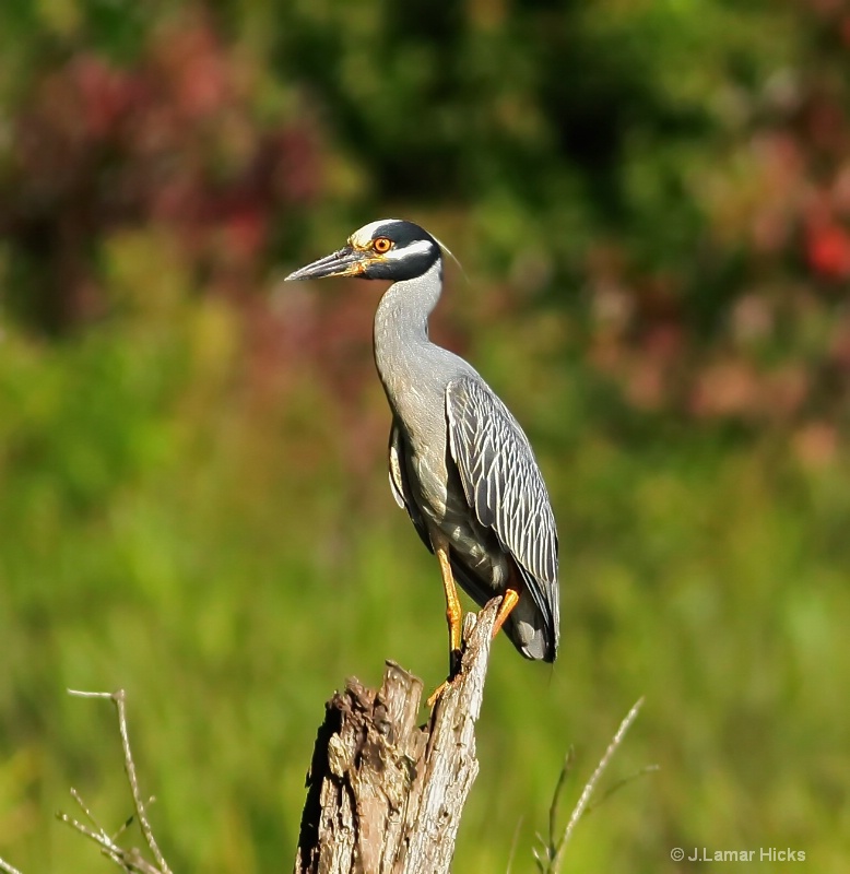 Yellow crowned night heron