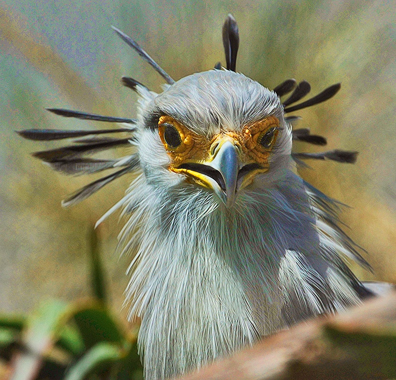 Secretary Bird