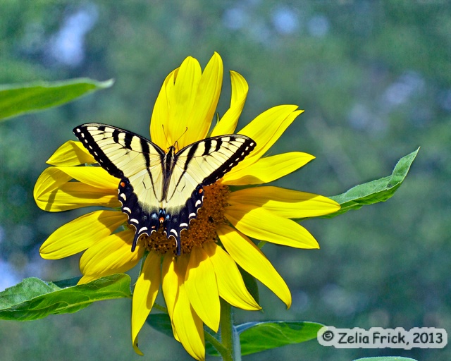 Tiger Swallowtail on Sunflower - ID: 14026187 © Zelia F. Frick