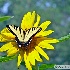 2Tiger Swallowtail on Sunflower - ID: 14026187 © Zelia F. Frick