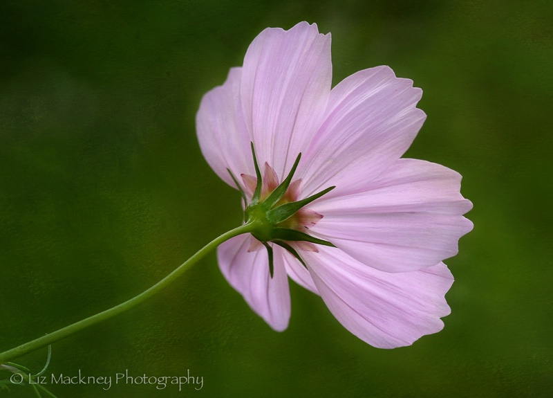 Early Morning Cosmos