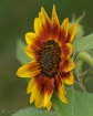Sunflower Profile
