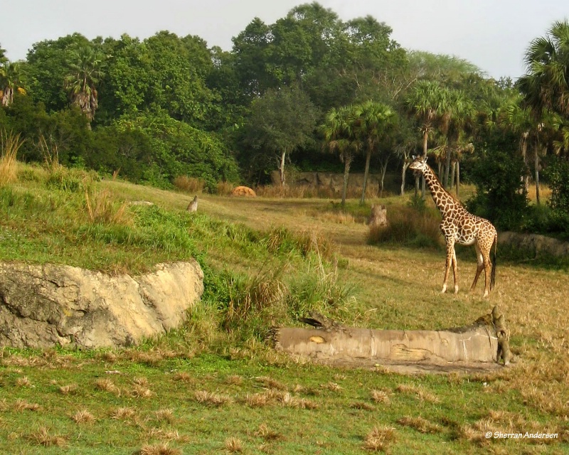 Morning Safari