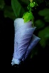Folded Bloom