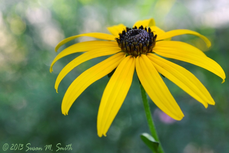 Maryland Girl I