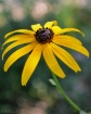 Maryland Girl II